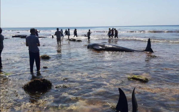 Akibat Sampah Plastik, Puluhan Paus Pilot Terdampar di NTT
