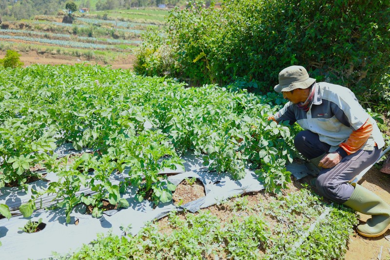 LPDB-KUMKM Dongkrak Produktivitas Petani Kentang di Dieng melalui Koperasi