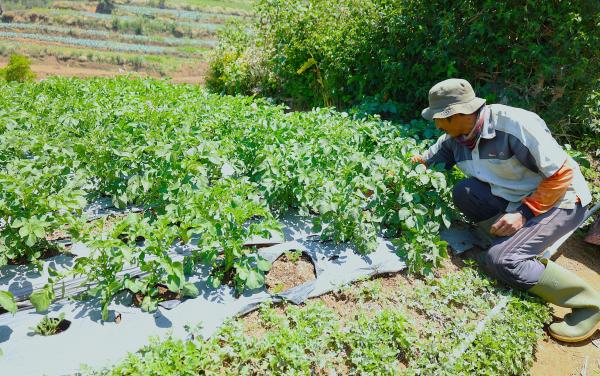 LPDB-KUMKM Dongkrak Produktivitas Petani Kentang di Dieng melalui Koperasi