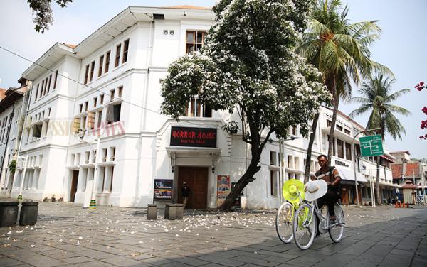 Bunga Tabebuya yang Bermekaran Bikin Kota Tua Jakarta Semakin Indah