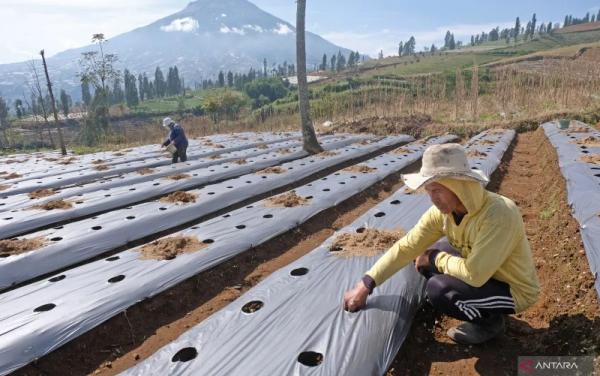 Proyek ‘Cetak Sawah’ Food Estate Cerminkan Program Putus Asa