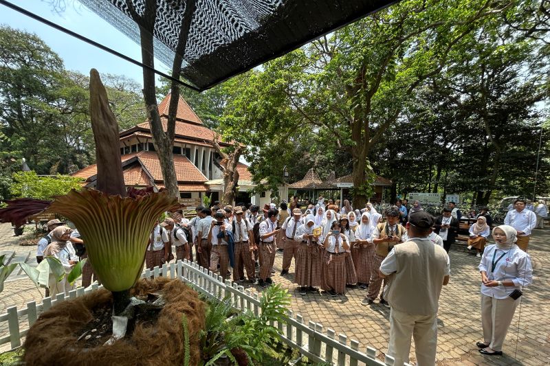 Kebun Raya Purwodadi Alami Momen Langka Mekarnya Bunga Bangkai untuk Pertama Kali
