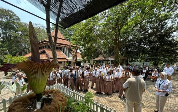 Kebun Raya Purwodadi Alami Momen Langka Mekarnya Bunga Bangkai untuk Pertama Kali