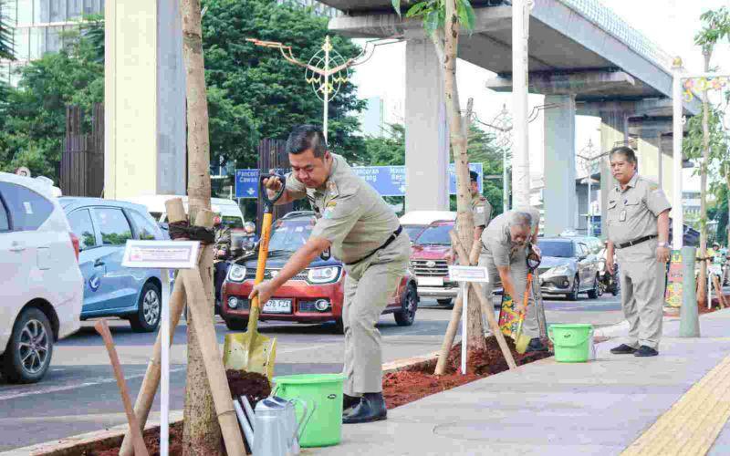 Ratusan Pohon Tabebuya Mulai Ditanam Pemprov DKI Jakarta di Kawasan Kuningan