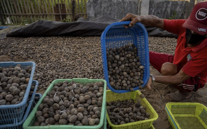 UMKM Binaan Pelindo Agradaya Sukses Ekspor Kemiri ke Arab Saudi Senilai Rp2,4 Miliar