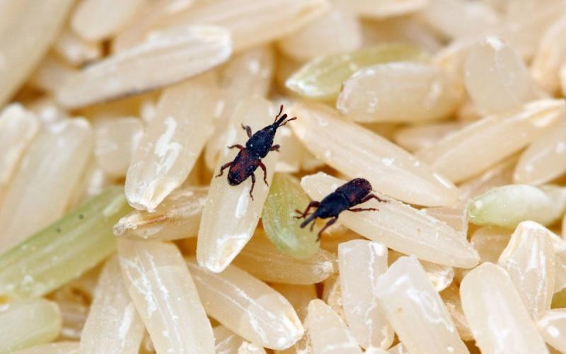 Beras Berkutu Tersimpan di Gudang Bulog, Bagaimana Nasib Swasembada Pangan?