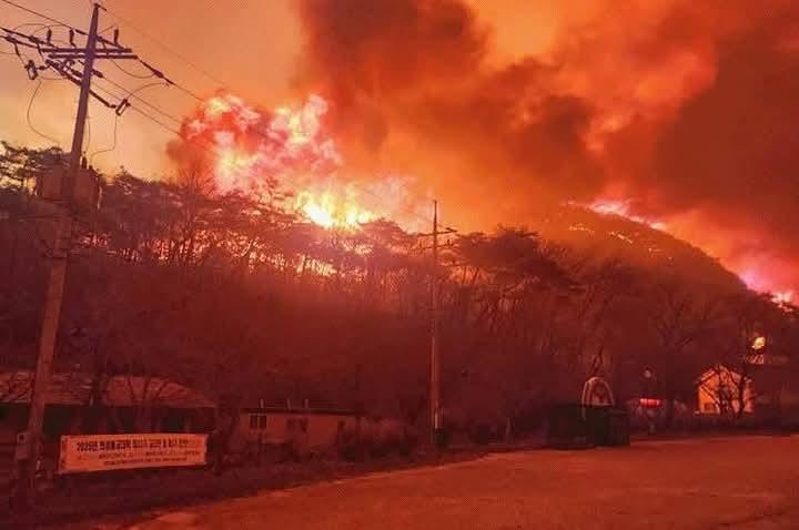 Kebakaran Hutan Ekstrem Landa Korea Selatan, 27 Korban Tewas Ribuan Lainnya Masih Mengungsi