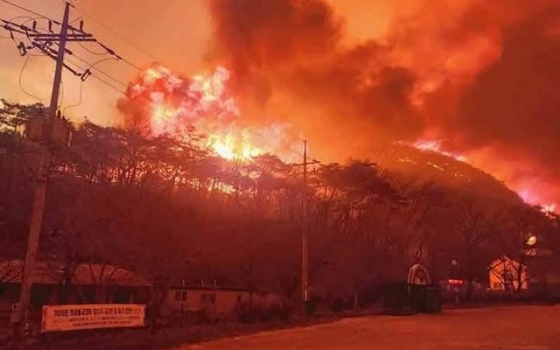 Kebakaran Hutan Ekstrem Landa Korea Selatan, 27 Korban Tewas Ribuan Lainnya Masih Mengungsi