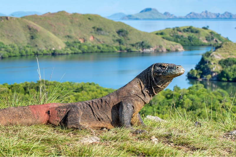 Lebih dari 14 Ribu Wisatawan Tercatat Kunjungi Taman Nasional Komodo di Libur Lebaran 2025