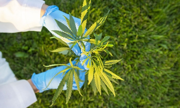 Pemerintah Tutup Opsi Legalisasi Ganja dan Kratom, BNN Dukung Penelitan