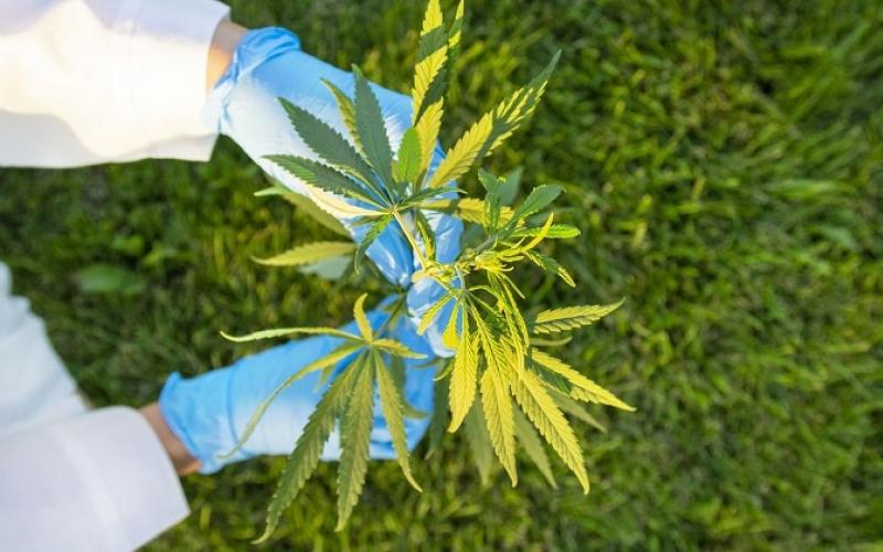 Pemerintah Tutup Opsi Legalisasi Ganja dan Kratom, BNN Dukung Penelitan