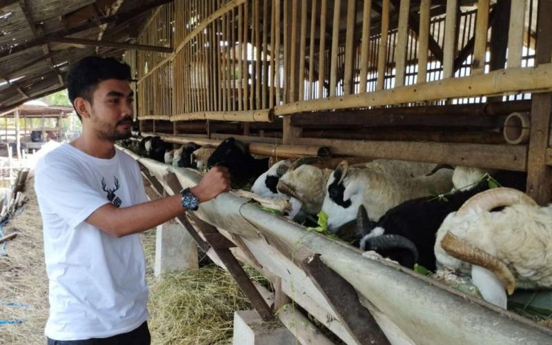 Jelang Idul Adha, Berikut Tips Pilih Hewan Kurban Terbaik dari Ahli