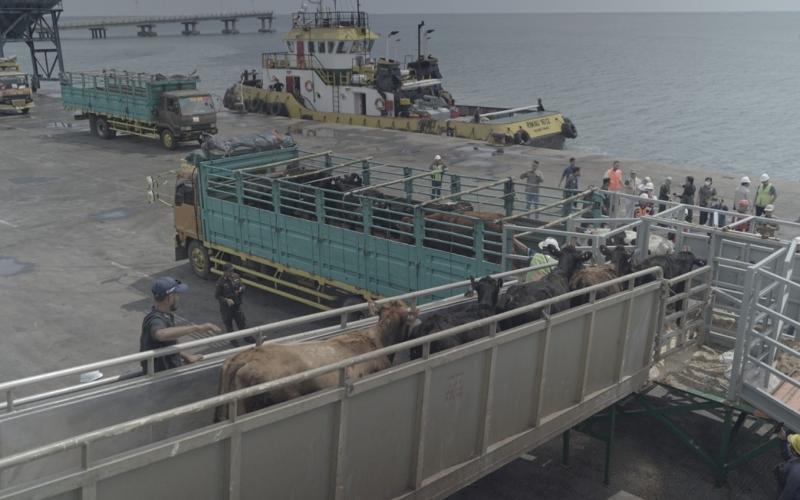 Dukung Susu Lokal Naik Kelas, JAPFA & Greenfields Impor 1.100 Sapi Crossbreed untuk Peternak Indonesia