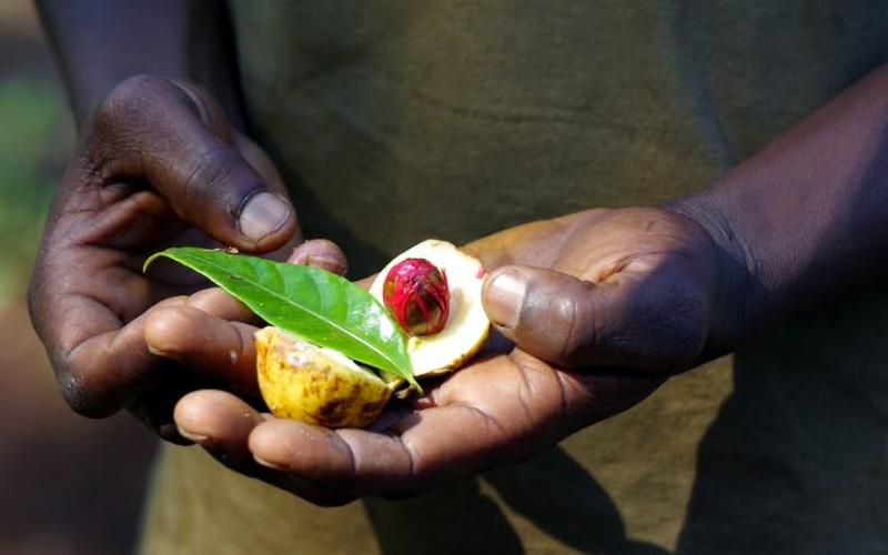 Kemendag Dorong Ekspor Pertanian Indonesia ke Italia Selatan, Puglia Jadi Pintu Masuk Baru Eropa