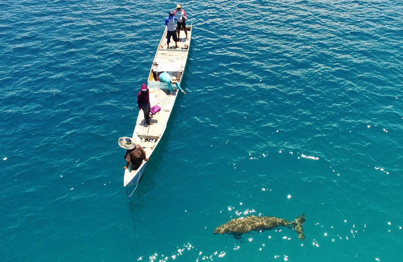 Momen Langka di Alor: Mawar Si Dugong Ditemani Bayi Dugong di Pantai Mali