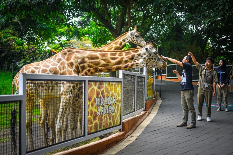 Serunya Interaksi Langsung dengan Satwa di Batu Secret Zoo Jatim Park 2