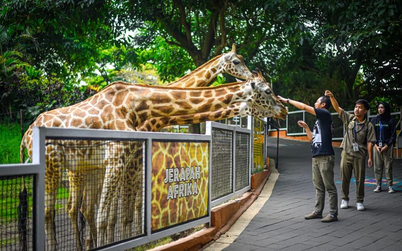 Serunya Interaksi Langsung dengan Satwa di Batu Secret Zoo Jatim Park 2