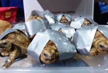 1.500 Kura-kura Dilakban dan Dimasukkan Koper
