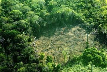 Tiap Menit, Hutan Seluas ‘Lapangan Sepakbola’ di Amazon Hilang