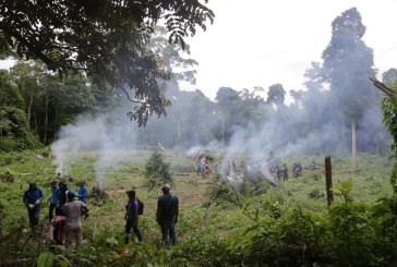 Musnahkan Titik ke-10 Ladang Ganja di Aceh, BNN Lampaui Target