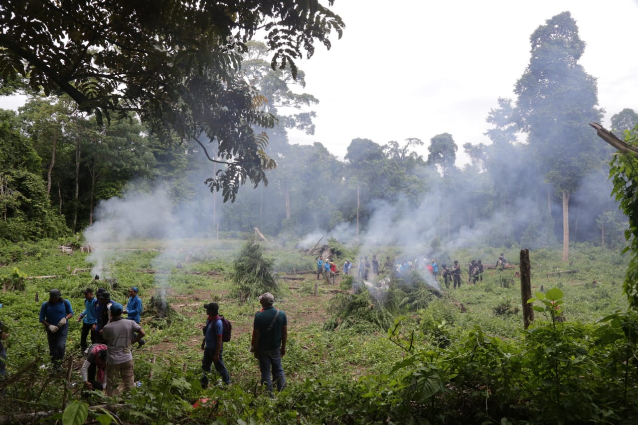 Musnahkan Titik ke-10 Ladang Ganja di Aceh, BNN Lampaui Target