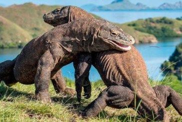 Fakta-fakta Unik Komodo dari Kanibal Sampai Mencuri Bangkai di Pemakaman