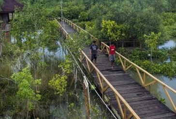 Menikmati Pemandangan Hutan Mangrove di Ujung Alang