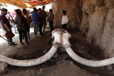 Ditemukan Tulang Gajah Purba Berusia 15.00 Tahun Lalu