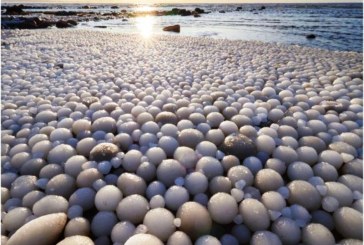Suhu Minus, Ribuan Telur Es Selimuti Pantai Finlandia