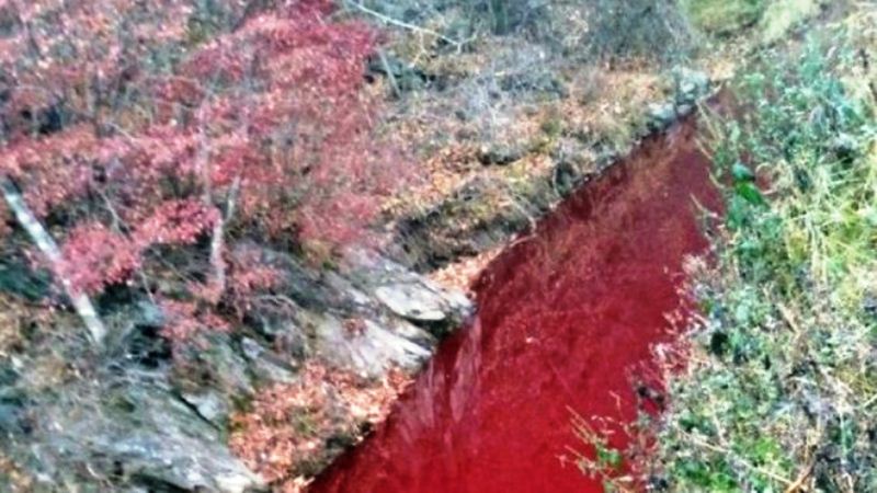 Sungai di Korea Memerah Tercemar Darah Bangkai Babi
