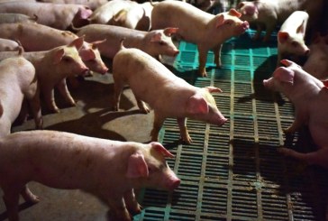 Awas! Wabah Demam Babi Afrika Menyebar di Indonesia