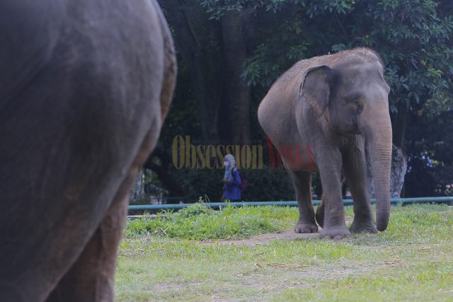 Seorang pengunjung melintasi kandang gajah di Taman Margasatwa Ragunan