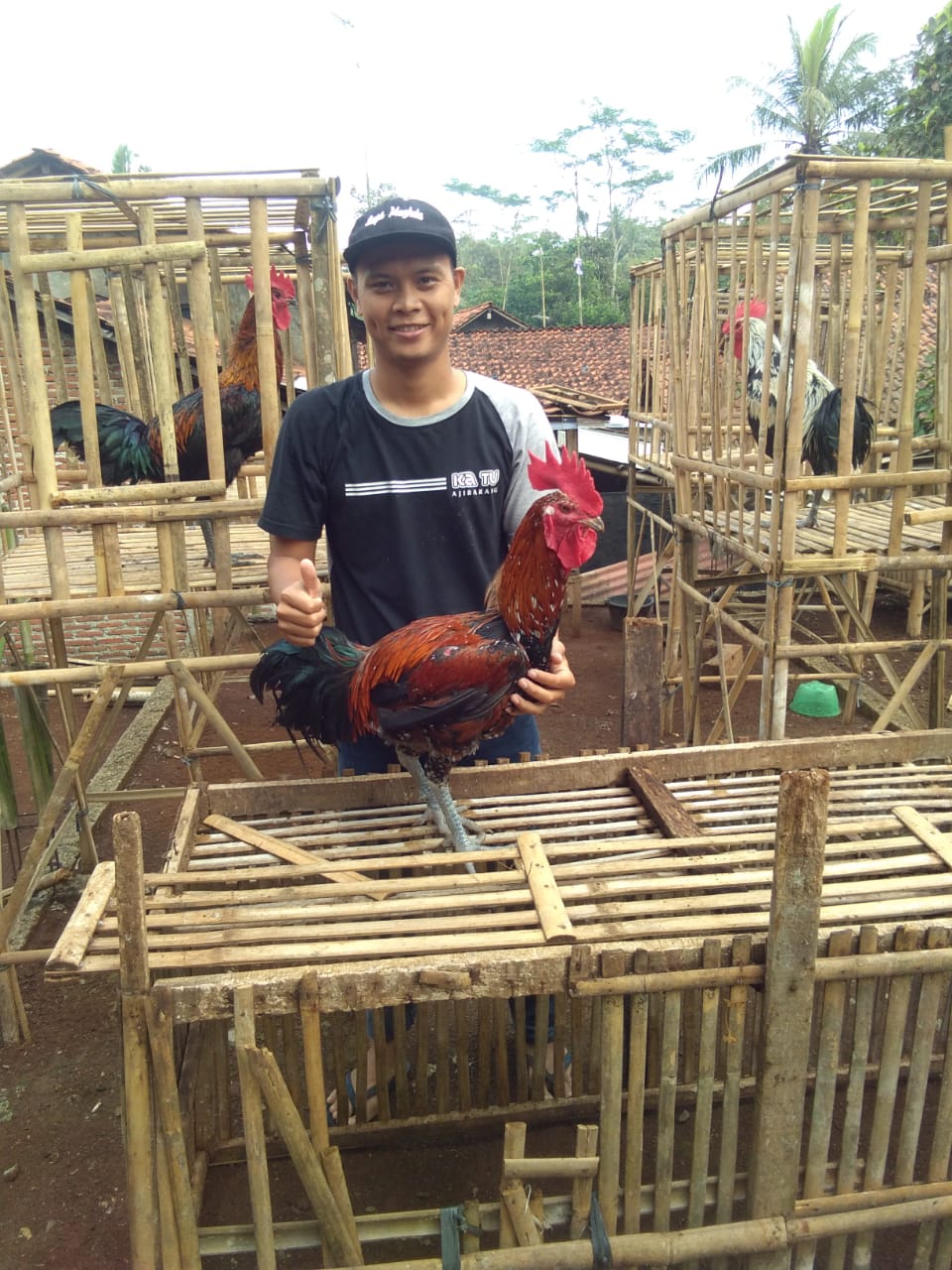 Wow! Ayam Pelung yang Berkokok Harganya Jutaan Rupiah