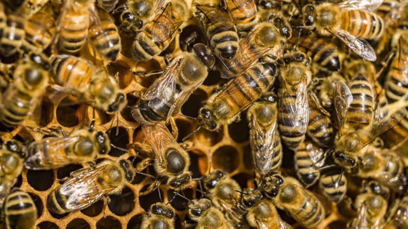 Racun Lebah Madu Bisa Bunuh Sel Kanker Payudara