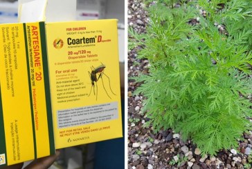 Ekstrak Tanaman Artemisia Efektif Bunuh Covid-19