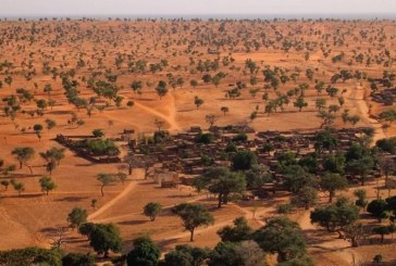 Menakjubkan! Ditemukan Ratusan Juta Pohon di Gurun Pasir Sahara