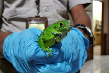 Petugas Bandara Gagalkan Modus Penyelundupan Iguana Biru