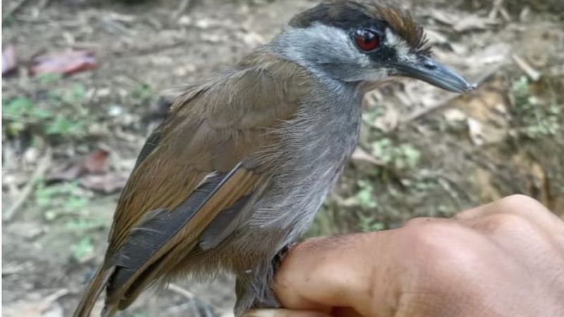 Ditemukan, Burung yang ‘Hilang’ Selama 172 Tahun