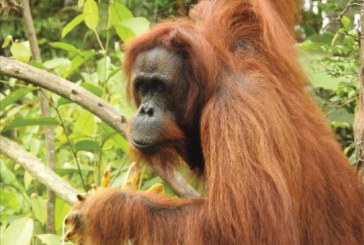KLHK Bersama BOS Lakukan Pelepasliaran 3 Individu Orangutan di Kalimantan Timur