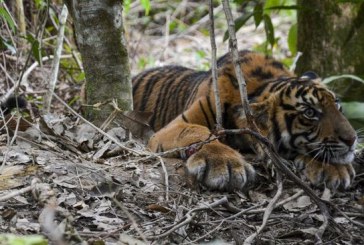 Tim Gabungan Berhasil Tangani Dua Harimau Lepas di Singkawang