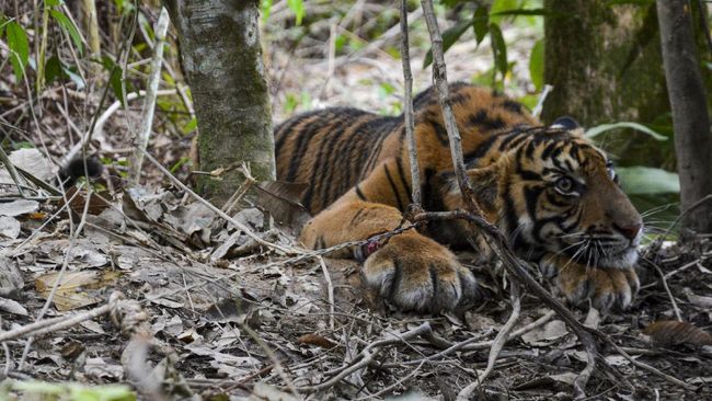 Tim Gabungan Berhasil Tangani Dua Harimau Lepas di Singkawang