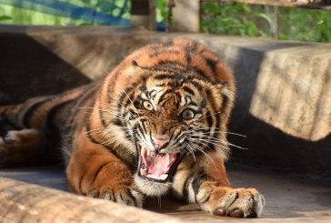BKSDA Sumbar Lepasliarkan Harimau Sumatera di Kawasan TN Kerinci Seblat