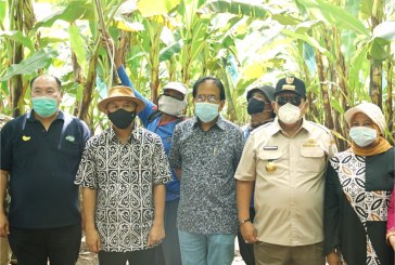 Kunjungi Kebun Pisang Warga Tanggamus,  Menteri ATR/BPN Dorong Pemanfaatan Tanah Masyarakat