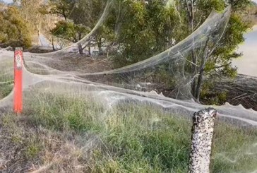 Jutaan Laba-laba Tebarkan Jaring Seluas 1 Km