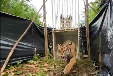Rayakan Global Tiger Day 2021, KLHK Lepasliarkan Harimau Sumatera “Sipogu”