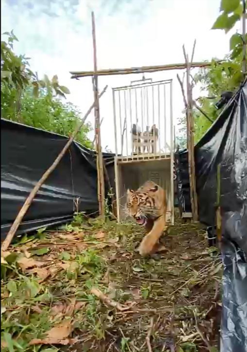 Rayakan Global Tiger Day 2021, KLHK Lepasliarkan Harimau Sumatera “Sipogu”