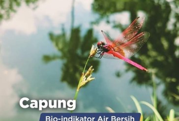 Penting Diketahui! Keberadaan Capung Bisa Jadi Indikator Air Bersih dan Lingkungan Sehat