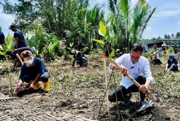 Presiden Jokowi: Tanam Mangrove untuk Pemulihan Lingkungan dan Mitigasi Iklim