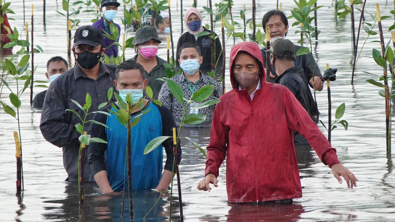 Turun ke Laut, Presiden Jokowi Tanam Mangrove Bersama Masyarakat di Batam