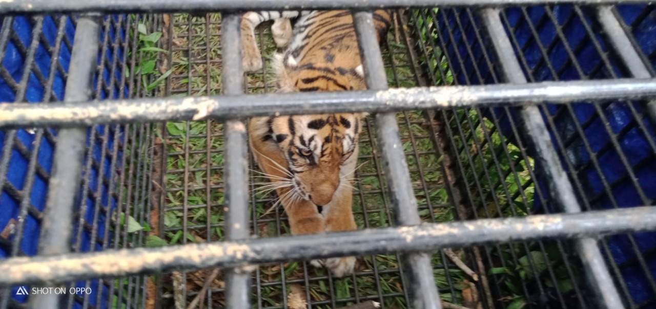 BKSDA Jambi Evakuasi Harimau Sumatera Korban Konflik di Jambi